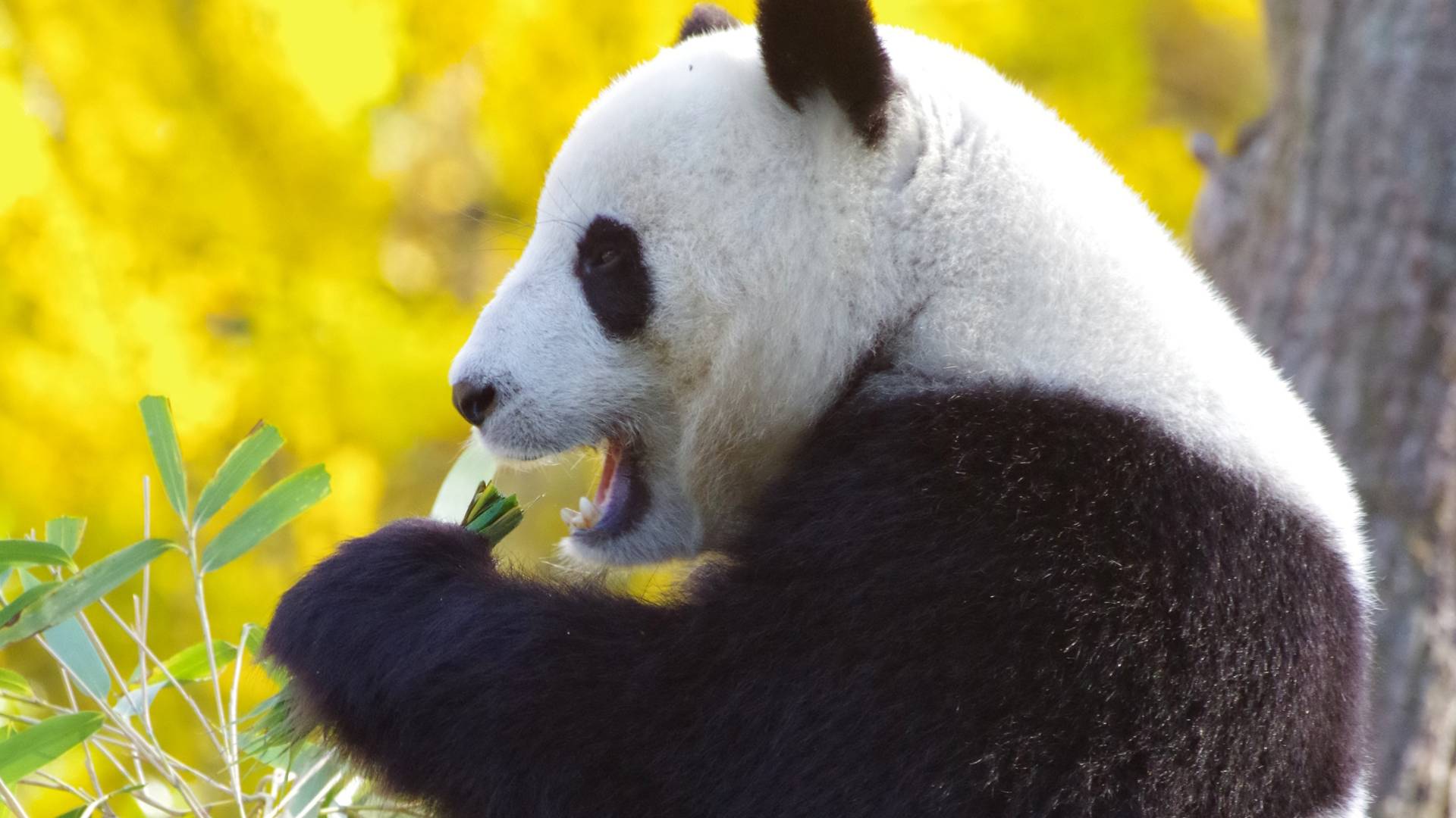 Ritorno in Cina