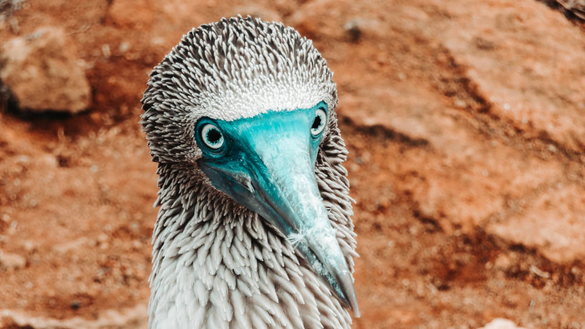 Sulle orme di Darwin