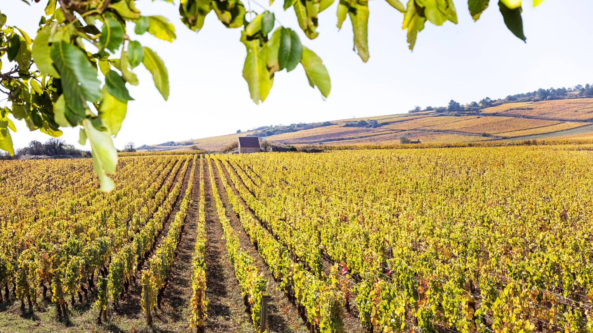 Borgogna e la Strada dei Vini