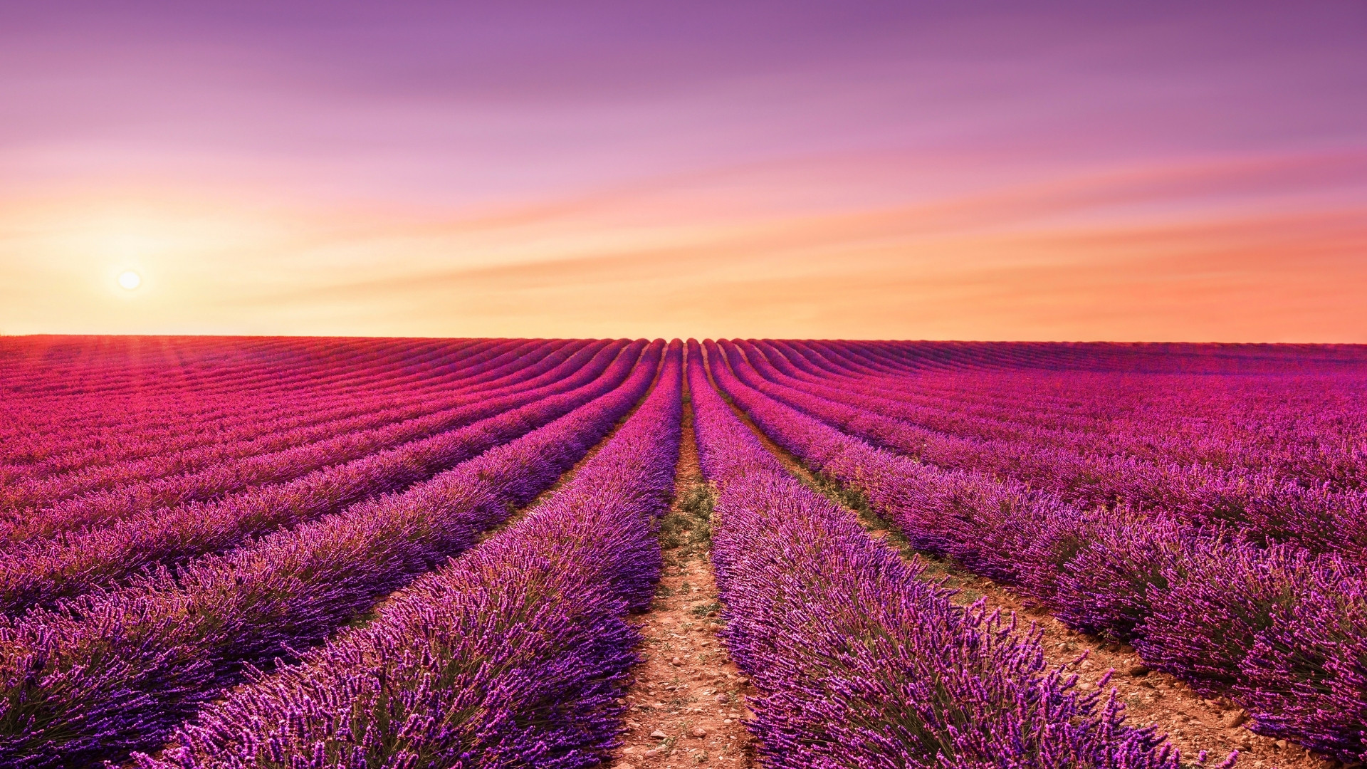 Strade e fioritura della Lavanda