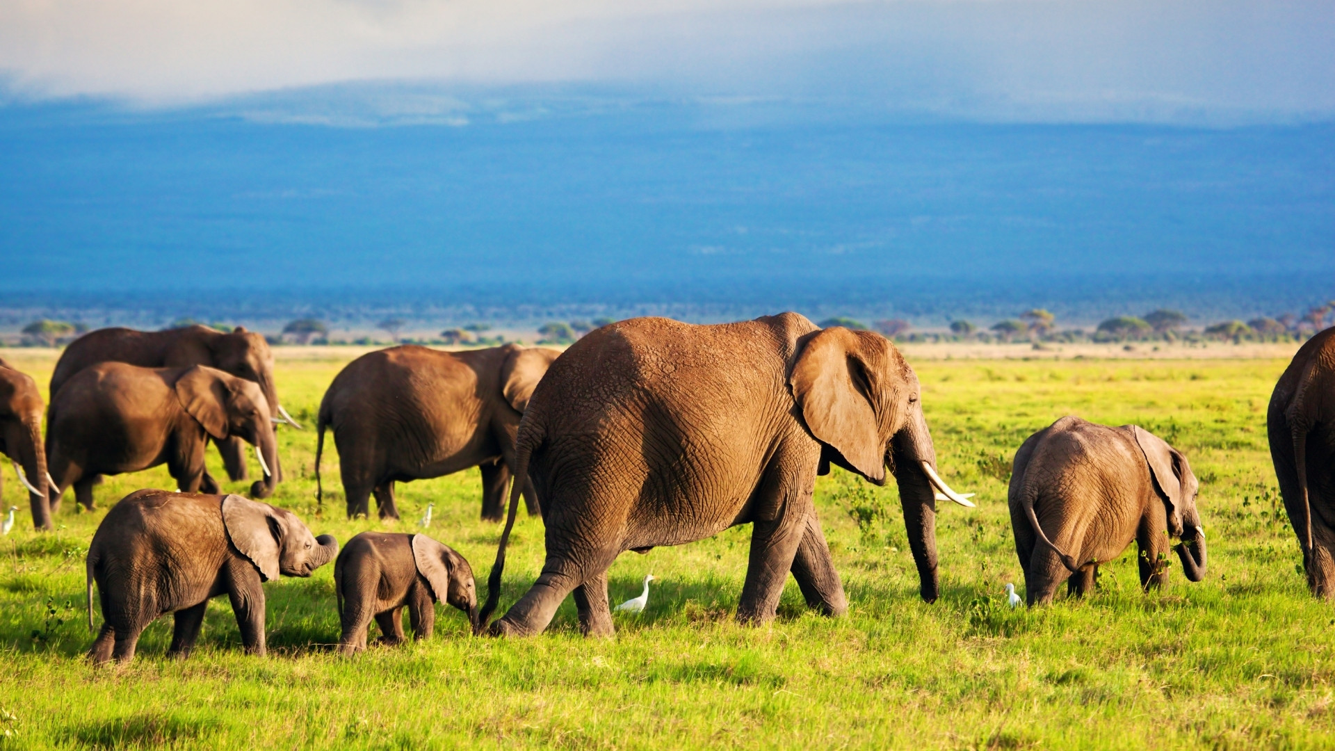 Kenya Big Five e Mare