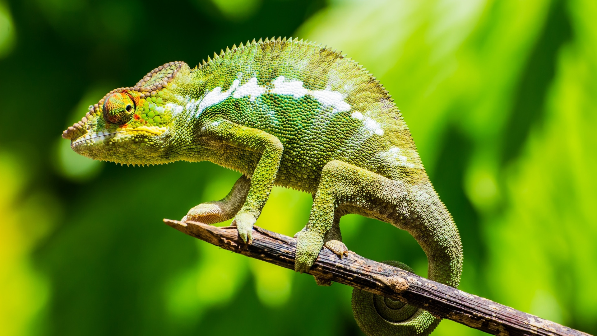 Madagascar
